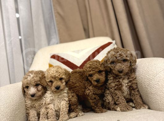 Orjinal Maltipoo Bebeklerim görsel