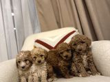 Orjinal Maltipoo Bebeklerim