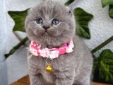 Bebek Surat Dişi Scottish Fold