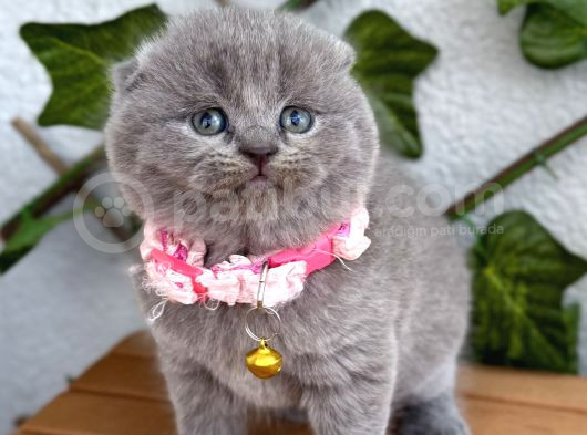 Bebek Surat Dişi Scottish Fold görsel