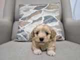 Minnoş Maltipoo Yavrum