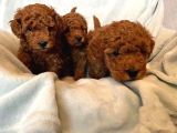 DENİZLİ MERKEZ TESLİME HAZIR POODLE BEBEKLER