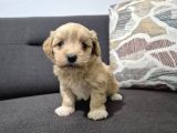 Minnoş Maltipoo Yavrum