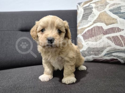 Minnoş Maltipoo Yavrum görsel