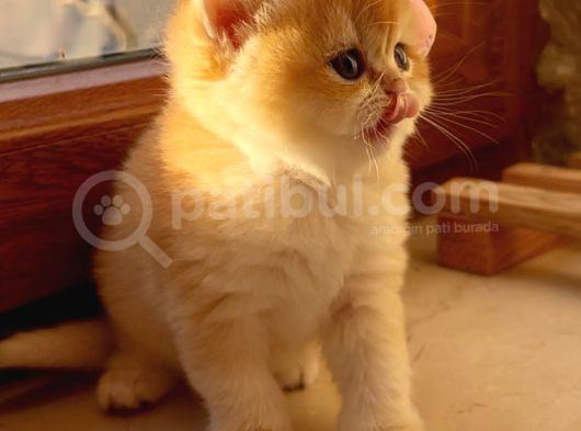 Saf Kan Şecereli Wcf Kayıtlı Golden British Shorthair Yavru görsel
