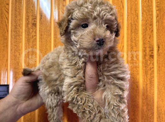 Ve O Biiiiiir Toy Poodle görsel