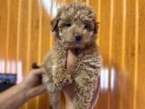 Ve O Biiiiiir Toy Poodle