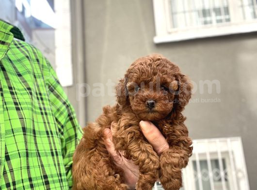 Toy poodle