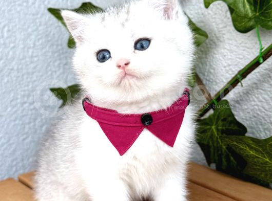 Pamuk Silver British Shorthair Oğlumuz görsel