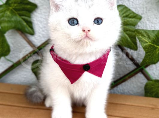 Pamuk Silver British Shorthair Oğlumuz görsel