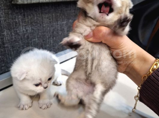 Bri̇ti̇sh Golden Baba Yavrusu Beyaz Yavru Ci̇ns Kedi̇ görsel