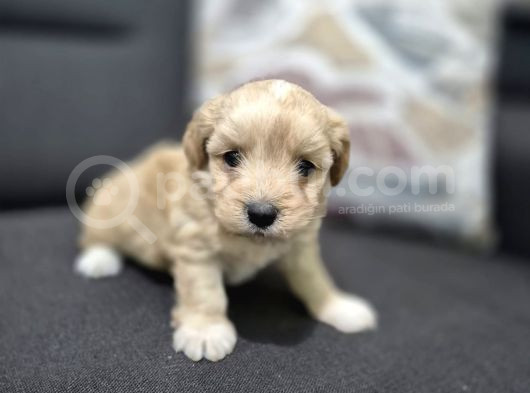 Minnoş Maltipoo Yavrum görsel