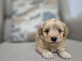 Minnoş Maltipoo Yavrum