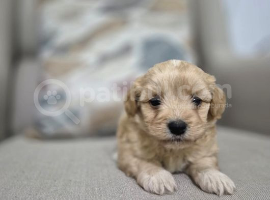 Minnoş Maltipoo Yavrum görsel