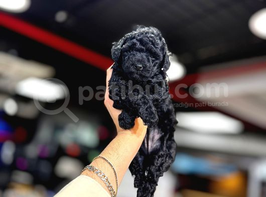 Si̇yah Toy Poodle Kizimiz görsel