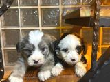 ev doğumu maltipoo yavrularımız