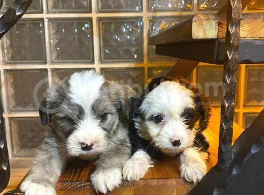 Ev Doğumu Maltipoo Yavrularımız