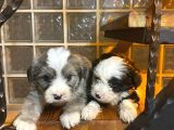 Ev Doğumu Maltipoo Yavrularımız