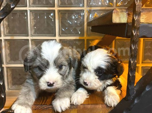 Ev Doğumu Maltipoo Yavrularımız görsel