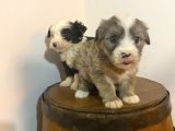 Ev Doğumu Maltipoo Yavrularımız