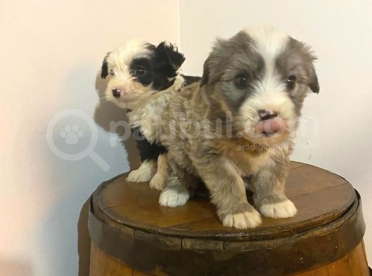 Ev Doğumu Maltipoo Yavrularımız görsel