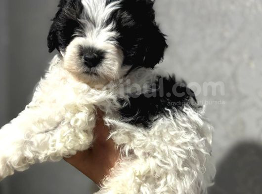 Kara-Kenan- Maltipoo görsel
