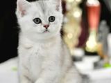 Muhteşem Çizgileriyle Silver Ns24 British Shorthair