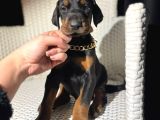 Erkek King Doberman Yavrularımız