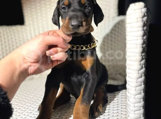 Erkek King Doberman Yavrularımız görsel
