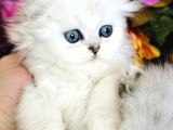 Secereli Scottish Fold Silver