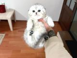 EFSANE GÜZELLİKTEKİ SCOTTISH VONALP PET GÜVENCESİYLE