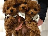 DENİZLİ MERKEZ TESLİME HAZIR POODLE BEBEKLER