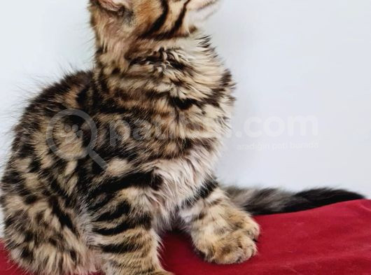 Maine Coon görsel