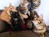 Maine Coon