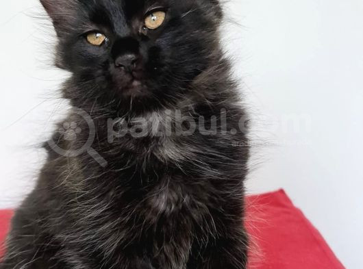 Maine Coon görsel