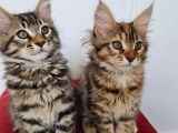 Maine Coon