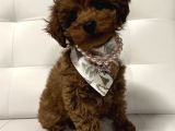 Deni̇zli̇ Merkez Tesli̇me Hazir Poodle Bebekler
