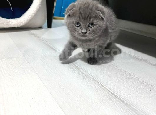 Scottishfold Kitten Uygun görsel