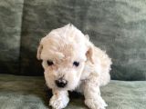 Bebek Surat Maltipoo Yavrular