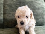 Bebek Surat Maltipoo Yavrular