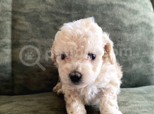Bebek Surat Maltipoo Yavrular görsel