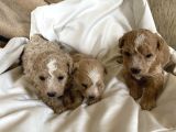 Maltipoo