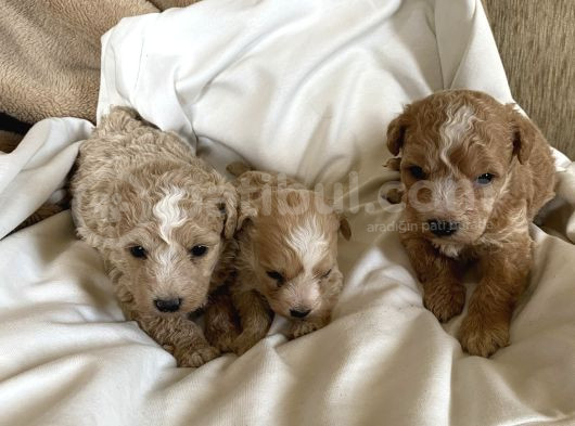 Maltipoo görsel