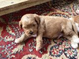 Maltipoo