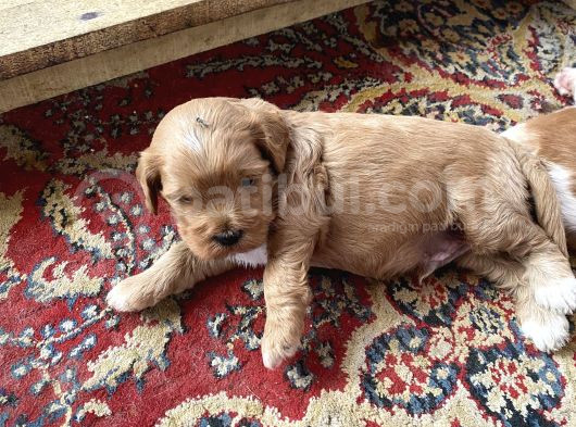 Maltipoo görsel