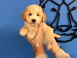 Ruhsatli Köpek Çi̇ftli̇ği̇nden Malti̇poo Yavrulari