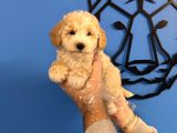 RUHSATLI KÖPEK ÇİFTLİĞİNDEN MALTİPOO YAVRULARI