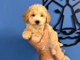 Ruhsatli Köpek Çi̇ftli̇ği̇nden Malti̇poo Yavrulari