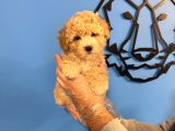 POODLE FORMUNDA MALTİPOO YAVRULARIMIZ
