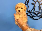 Poodle Formunda Malti̇poo Yavrularimiz